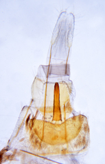 Scythris fuscicomella