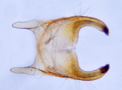 Scythris fuscicomella