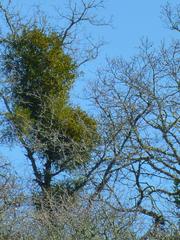 Phoradendron leucarpum tomentosum