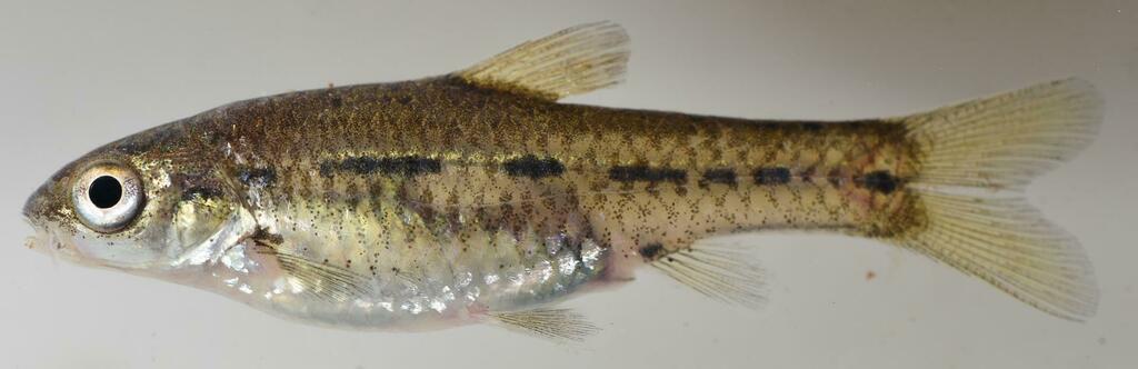 Shortfin barb (Enteromius brevipinnis) — Cyprinidae