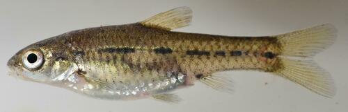 Shortfin barb (Enteromius brevipinnis) — Cyprinidae
