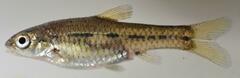 Enteromius brevipinnis