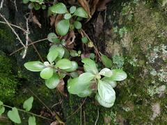 Kalanchoe rotundifolia