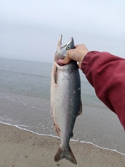 Oncorhynchus gorbuscha