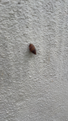 Bulimulus guadalupensis