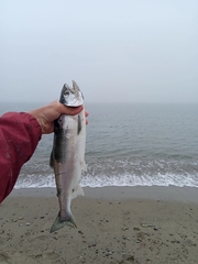 Oncorhynchus gorbuscha