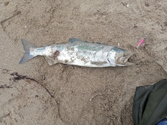 Oncorhynchus gorbuscha