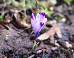 Crocus heuffelianus