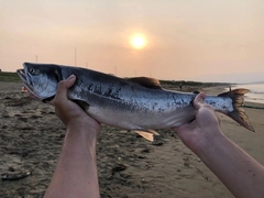 Oncorhynchus gorbuscha