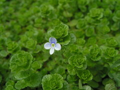 Veronica filiformis