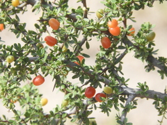 Condalia microphylla