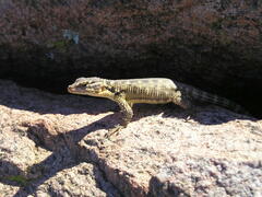 Karusasaurus polyzonus