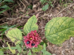 Clerodendrum canescens