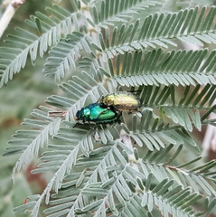 Diphucephala elegans
