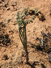 Gethyllis verticillata