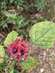 Clerodendrum canescens