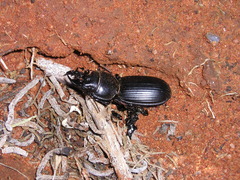 Passalidius fortipes
