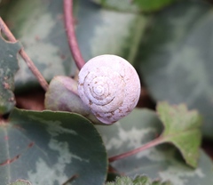 Fruticicola fruticum