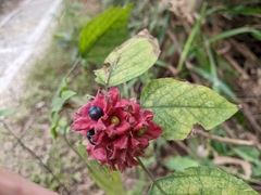 Clerodendrum canescens