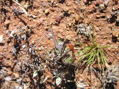 Hemihetrodes bachmanni