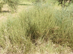 Ephedra triandra