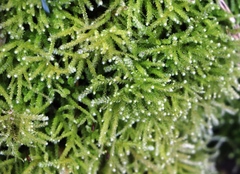 Eurhynchium angustirete