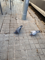 Columba livia domestica