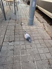 Columba livia domestica