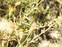 Brachyclados lycioides