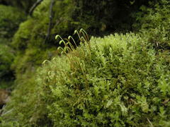 Mnium stellare