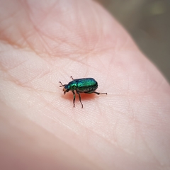 Diphucephala elegans