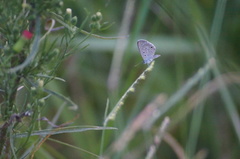 Hemiargus hanno