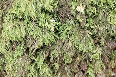 Thamnobryum alopecurum