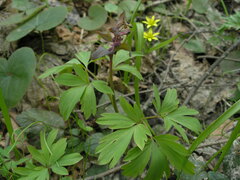 Corydalis cava