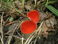 Sarcoscypha austriaca