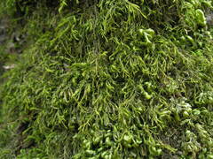 Anomodon longifolius