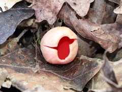 Sarcoscypha coccinea