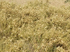 Brachyclados lycioides