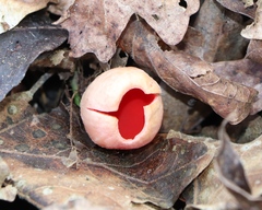 Sarcoscypha coccinea