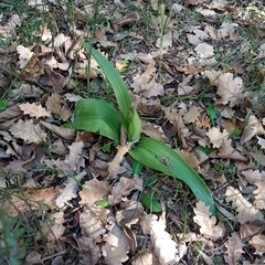 Himantoglossum robertianum