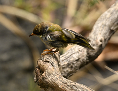Melithreptus brevirostris brevirostris