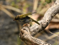 Melithreptus brevirostris brevirostris