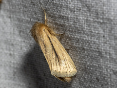 Bathytricha leonina