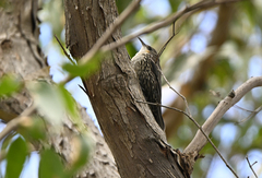 Cormobates leucophaea grisescens