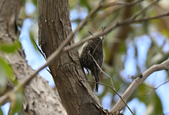 Cormobates leucophaea grisescens