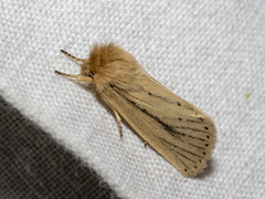 Bathytricha leonina
