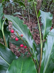 Alpinia intermedia