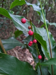 Alpinia intermedia