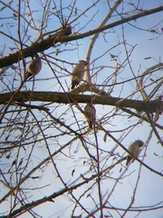Bombycilla garrulus garrulus