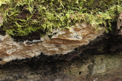 Phlebia centrifuga